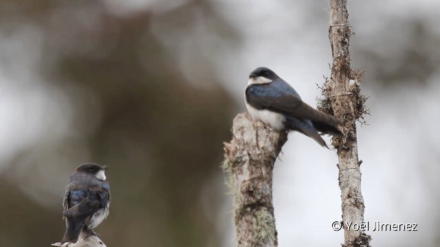 Blue-and-white Swallow (cyanoleuca) - ML201099441