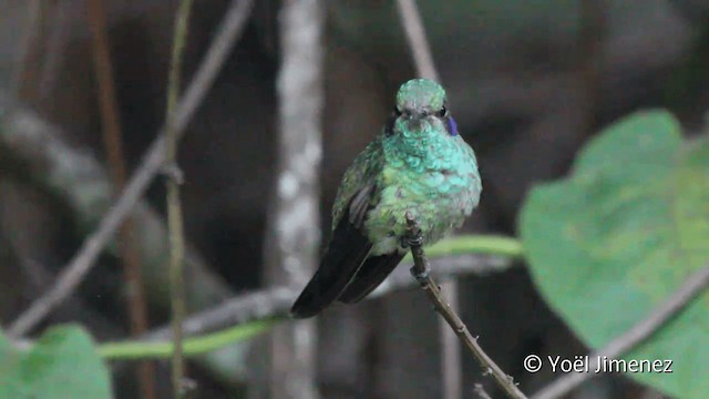 kolibřík modrouchý (ssp. cyanotus/crissalis) - ML201099611