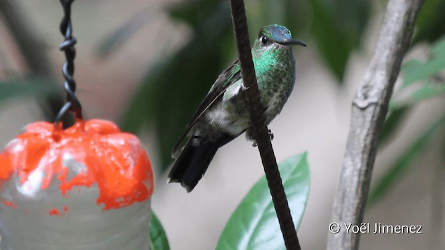 kolibřík fialovočelý - ML201099621