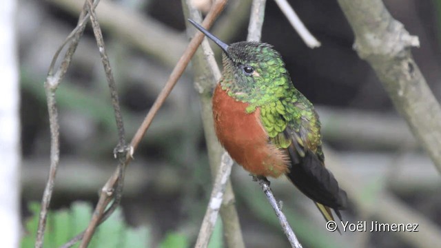 kolibřík peruánský - ML201099651