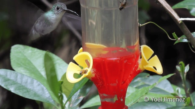 kolibřík bělobřichý - ML201099661