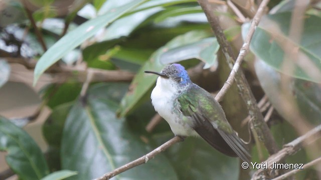 kolibřík andský - ML201099671