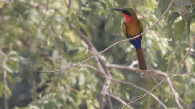 Red-throated Bee-eater - ML201099711