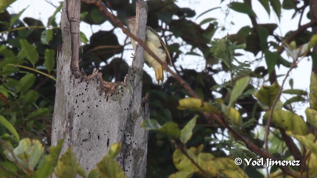 Fine-spotted Woodpecker - ML201099781