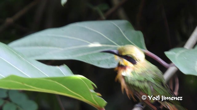 Little Bee-eater - ML201099791