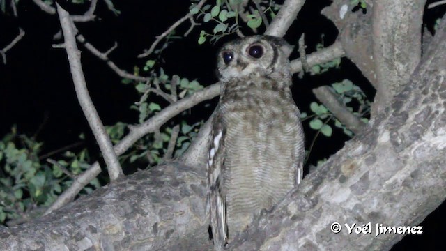 Grayish Eagle-Owl - ML201099801