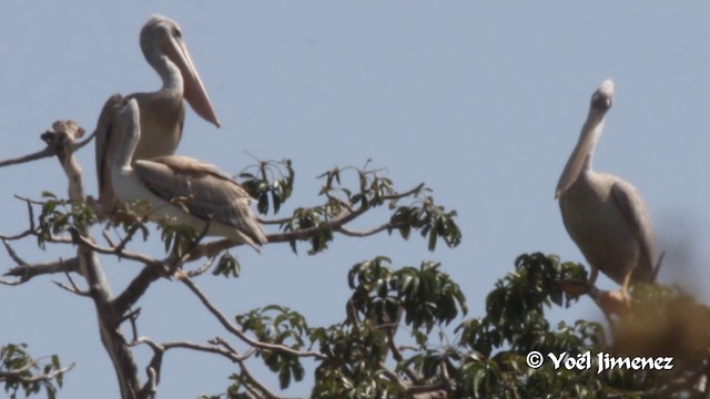 Pink-backed Pelican - ML201099851