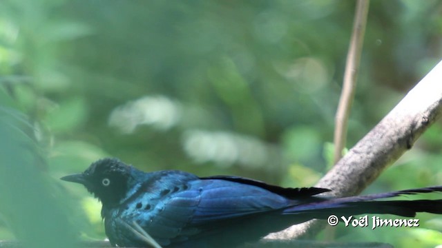 Long-tailed Glossy Starling - ML201099871