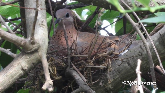 Laughing Dove - ML201099891