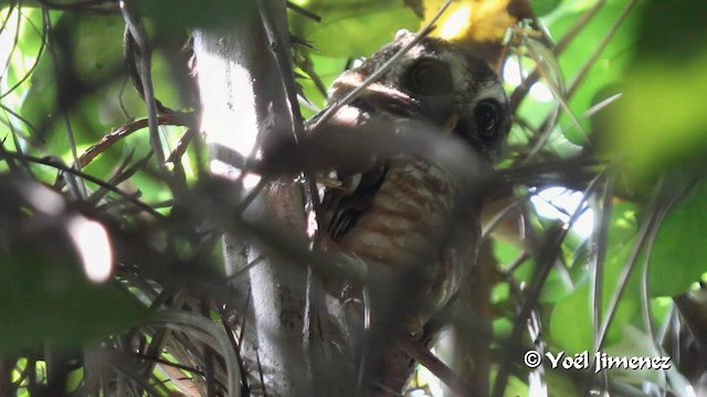 African Wood-Owl - ML201099921
