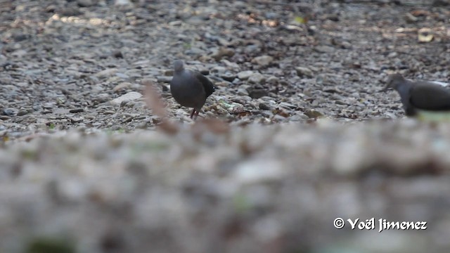 Gray-chested Dove (cassinii) - ML201099951