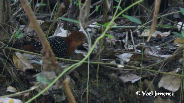 White-spotted Flufftail (Northern) - ML201100011