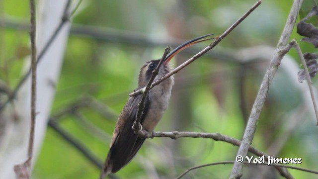 Long-billed Hermit (Central American) - ML201100041
