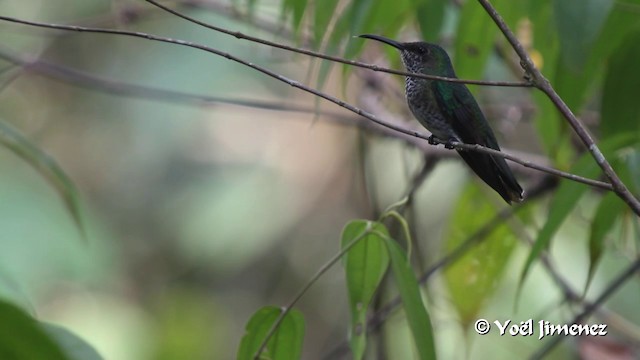 kolibřík bělokrký - ML201100141