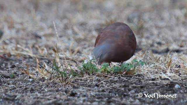 Ruddy Ground Dove - ML201100221