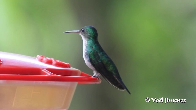 kolibřík safírovohrdlý - ML201100251