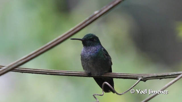 Blue-chested Hummingbird - ML201100261