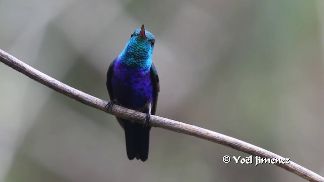 Violet-bellied Hummingbird - ML201100281