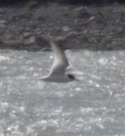 Arctic Tern - ML20110031