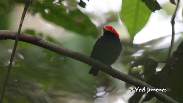 Red-capped Manakin - ML201100321