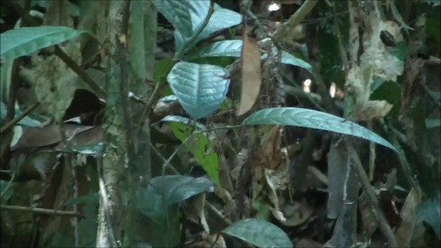Borneo Yünlüardıcı - ML201101141