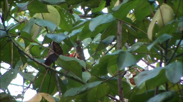 Olive-backed Woodpecker - ML201101151