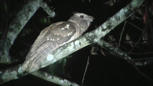 Dulit Frogmouth - ML201101161