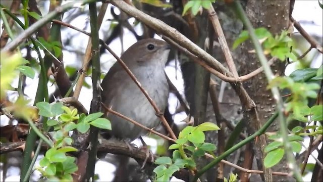 Taiwan Bush Warbler - ML201101201