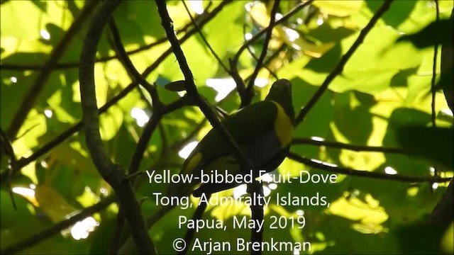 Sarı Bantlı Meyve Kumrusu - ML201101281