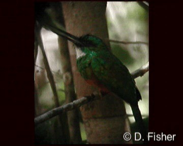 Green-tailed Jacamar - ML201101421