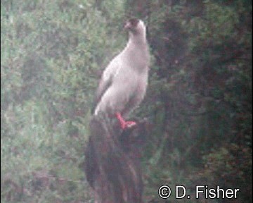 Белый ушастый фазан - ML201101571