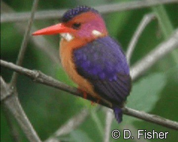 African Pygmy Kingfisher - ML201101591