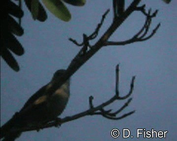 Red-winged Gray Warbler - ML201101601