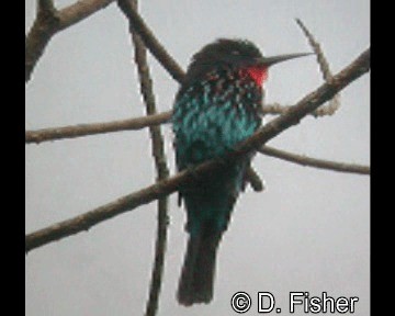 Black Bee-eater - ML201101631