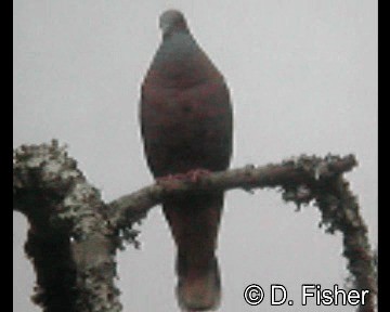 Bronze-naped Pigeon - ML201101671