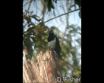 Victoriaparadiesvogel - ML201101731