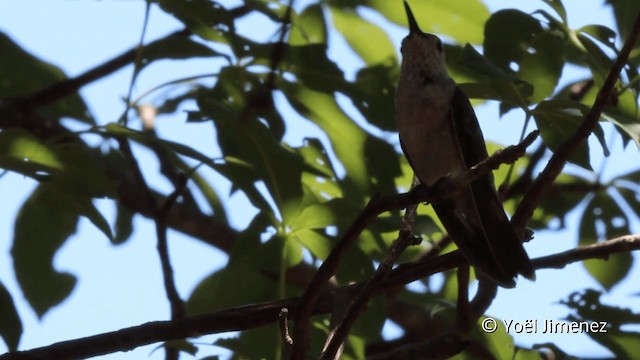 Spot-throated Hummingbird - ML201101791
