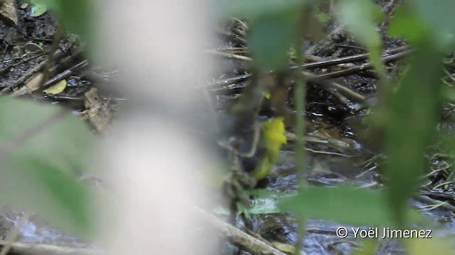 Gray-and-gold Warbler - ML201101851