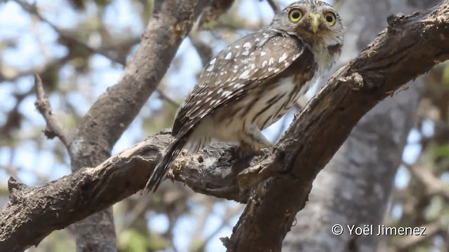 Peruvian Pygmy-Owl - ML201101901