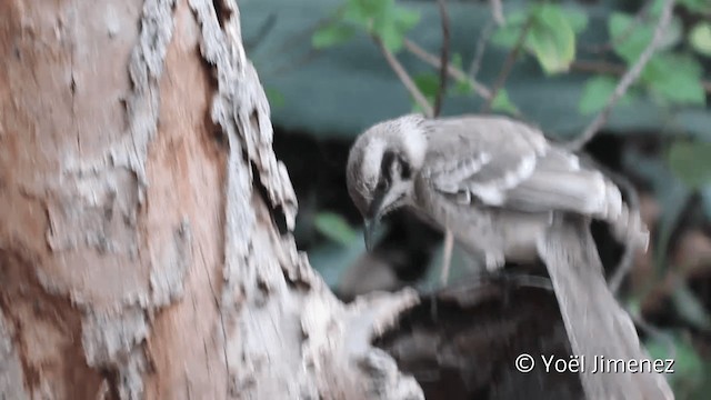 Long-tailed Mockingbird - ML201102041