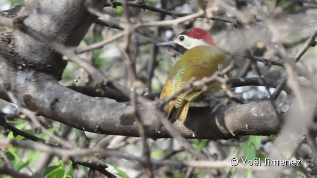 Golden-olive Woodpecker (rubripileus) - ML201102081