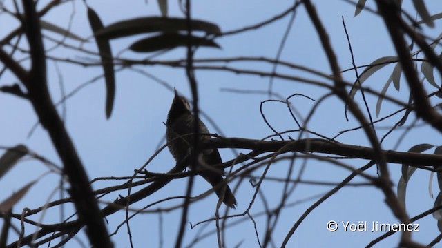 Black-necked Woodpecker - ML201102521