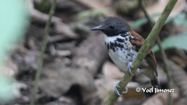 Spotted Antbird - ML201102601