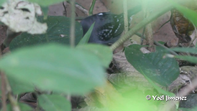 Black-crowned Antshrike - ML201102781
