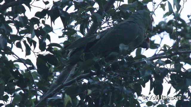 Red-lored Parrot (Red-lored) - ML201102811