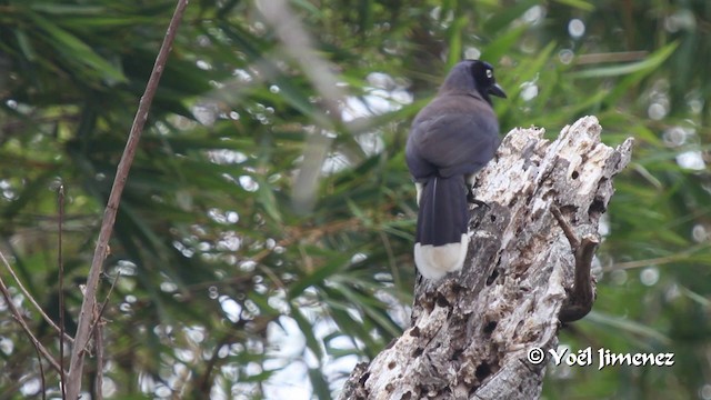 Black-chested Jay - ML201102881