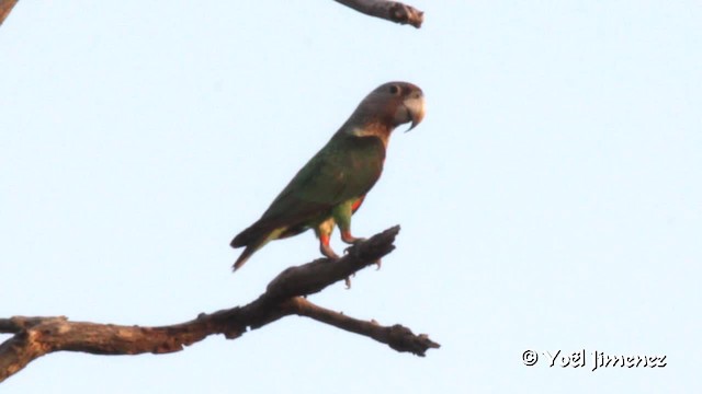 Brown-necked Parrot (Brown-necked) - ML201102931