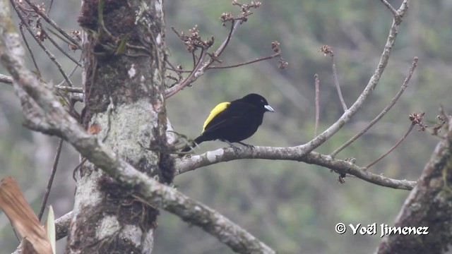 Flame-rumped Tanager (Lemon-rumped) - ML201103141