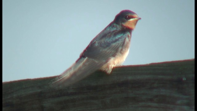 Barn Swallow - ML201103551