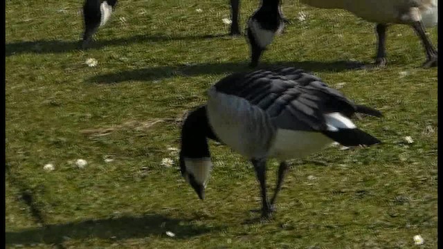 Barnacle Goose - ML201103721